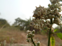 Pseudocreobotra wahlbergi