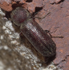 Amphicerus bicaudatus