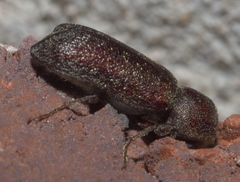 Amphicerus bicaudatus