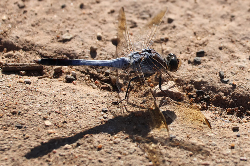 Blue Skimmer