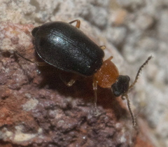 Hypebaeus bicolor
