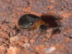 Hypebaeus bicolor