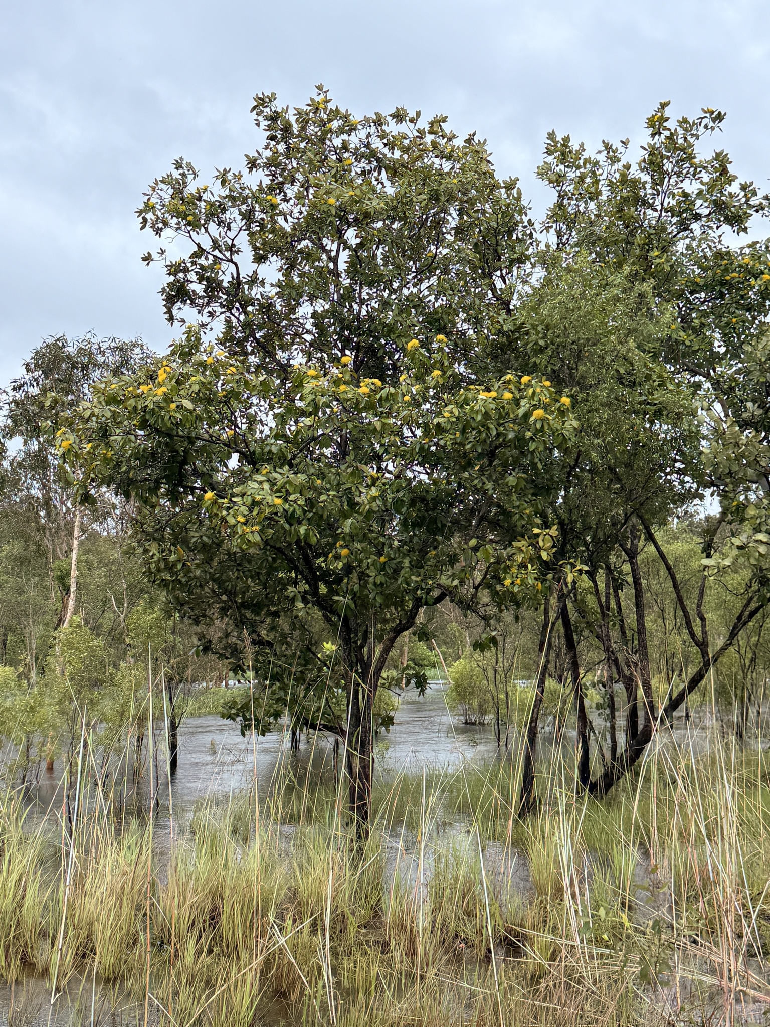 Bridaltree (Xanthostemon paradoxus)