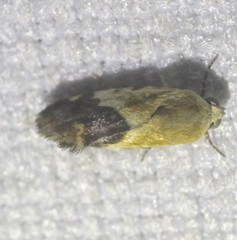 Acontia detrita