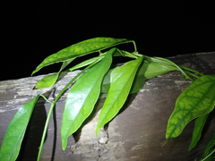 Pothos