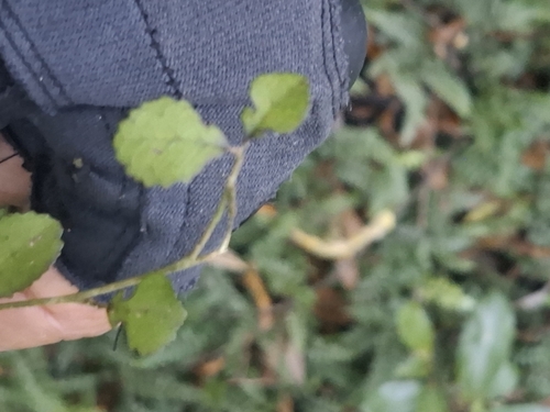 small leaved milk tree (Paratrophis microphylla)