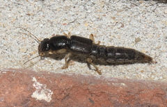 Pinophilus