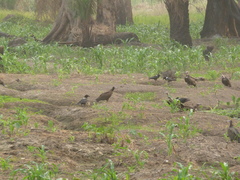 Necrosyrtes monachus