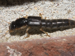 Pinophilus