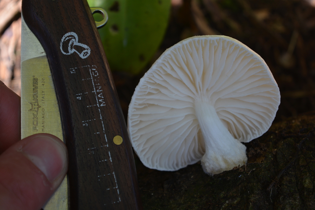 Oudemansiella australis · February 2026 · photo: © georgecox (iNaturalist, cc0)