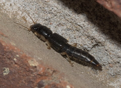 Pinophilus