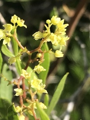 Searsia ciliata