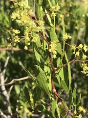 Searsia ciliata