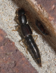 Pinophilus