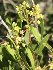 Searsia ciliata
