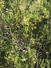 Searsia ciliata