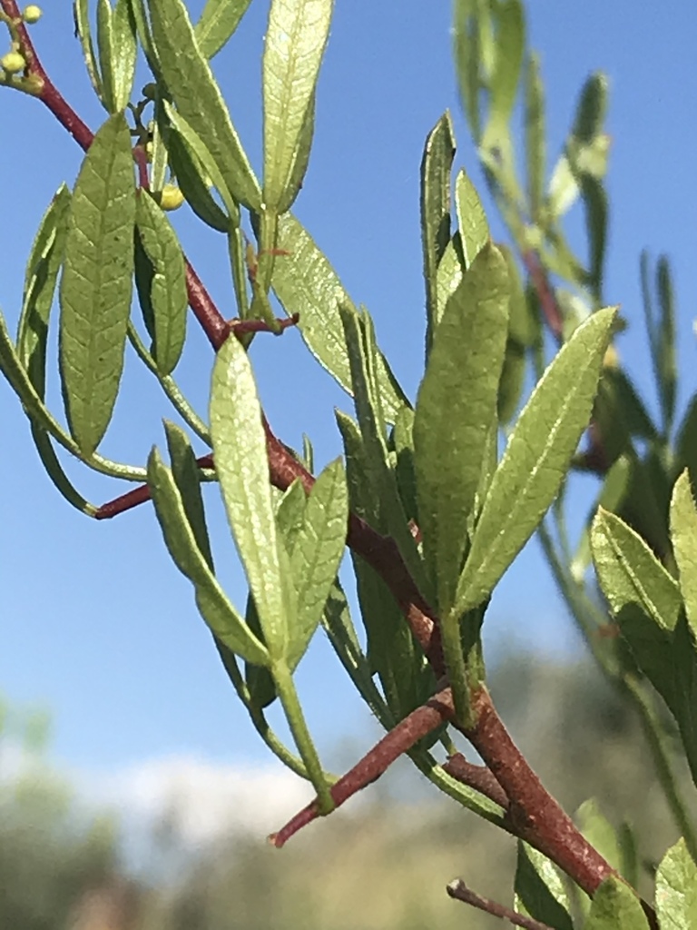 Sour Kunirhus