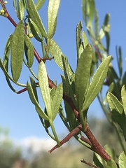 Searsia ciliata