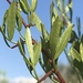 Searsia ciliata - Photo 由 David Hoare 所上傳的 (c) David Hoare，保留部份權利CC BY-NC