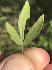 Searsia ciliata