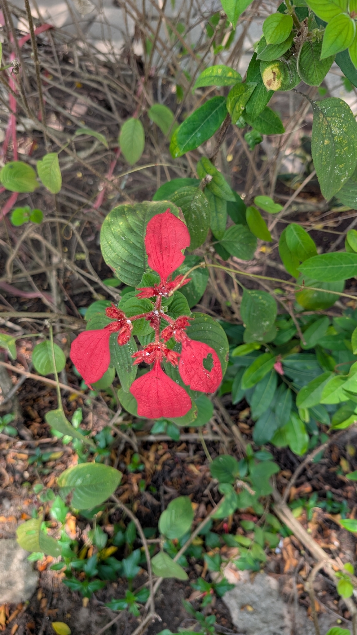 Mussaenda erythrophylla (Mussaenda erythrophylla)
