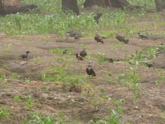 Necrosyrtes monachus