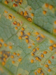 Coleosporium plumeriae