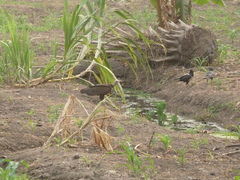 Necrosyrtes monachus