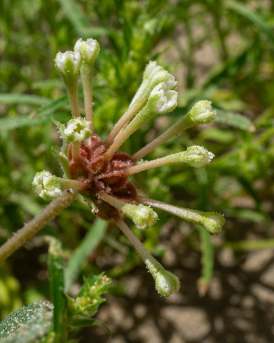 Tripterocalyx carneus, photograph 2
