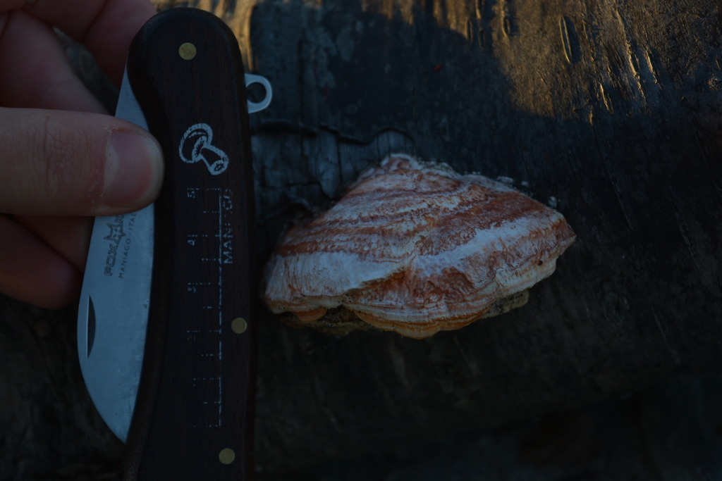 Trametes coccinea · February 2026 · photo: © georgecox (iNaturalist, cc0)