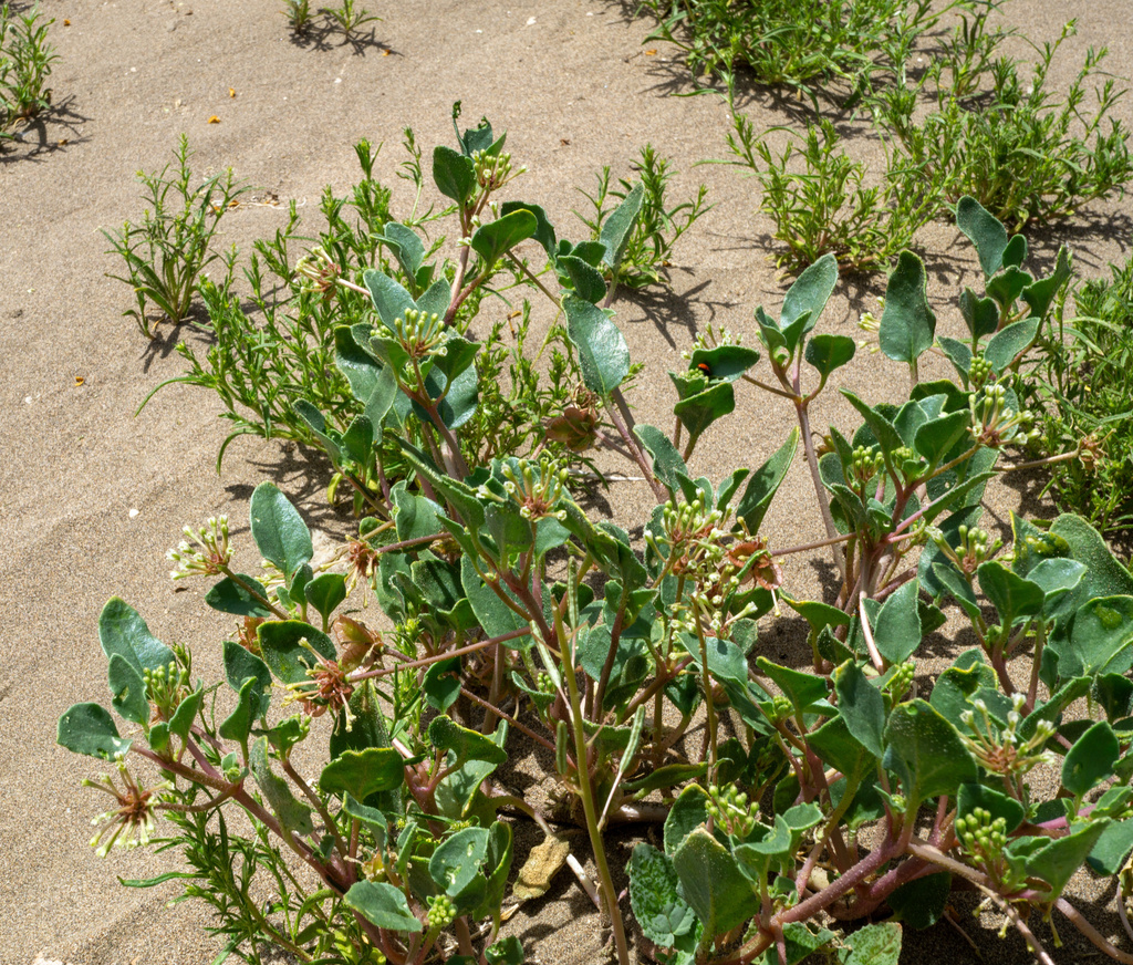 Tripterocalyx carneus; photograph (c) Matt Berger, some rights reserved (CC BY)