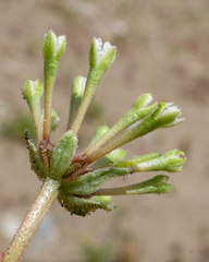 Tripterocalyx carneus, photograph (c) Matt Berger, some rights reserved (CC BY)