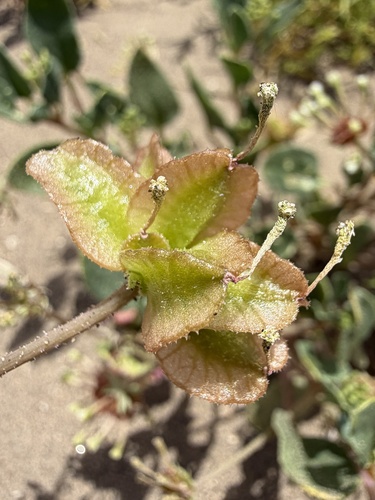 Tripterocalyx carneus