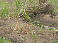 Necrosyrtes monachus