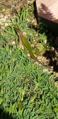 Ameiva ameiva
