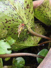 小白紋毒蛾