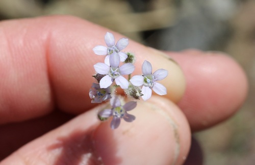 California gilia (Gilia achilleifolia)