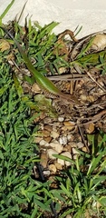 Ameiva ameiva