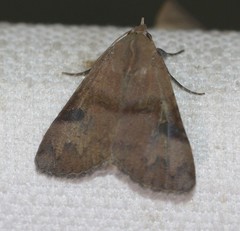 Avatha discolor