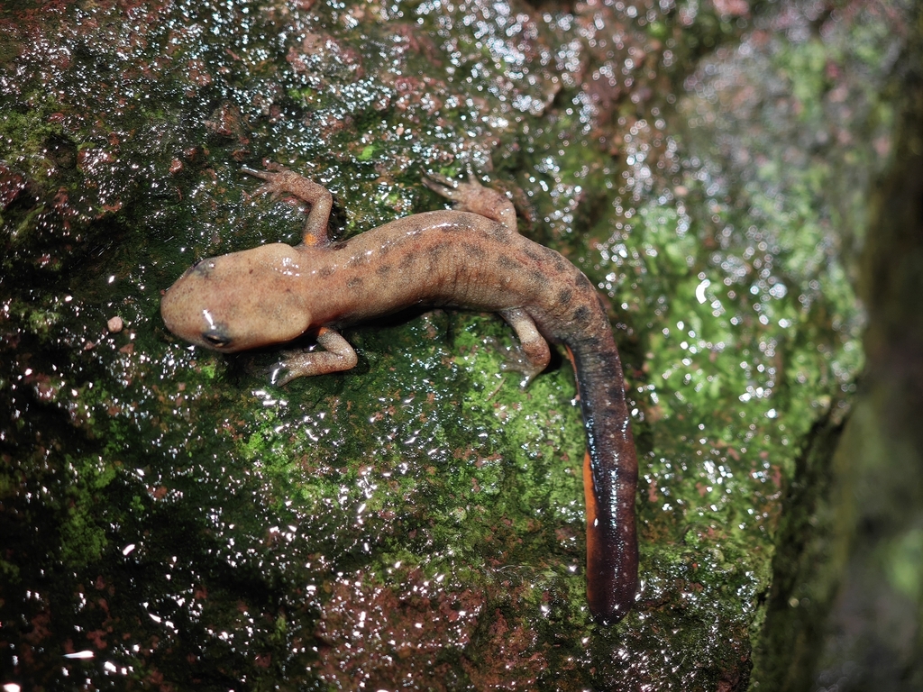 Mount Huanggang Fire-bellied Newt