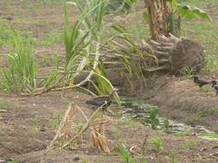 Necrosyrtes monachus