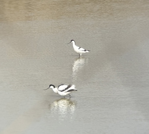 Pied Avocet