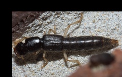 Pinophilus