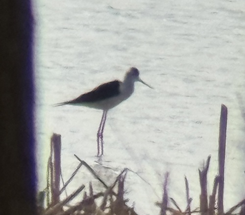 Black-winged Stilt
