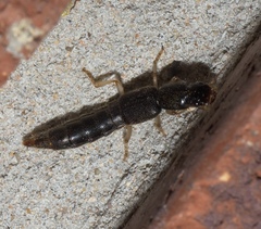 Pinophilus