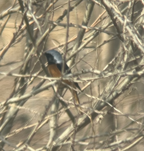 Daurian Redstart