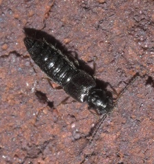 Thinodromus