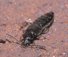 Thinodromus