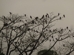 Necrosyrtes monachus