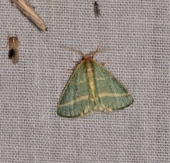 Mixocera latilineata